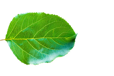 Apple leaf isolated on white background. Green leaf. Isolated on a white. Leaf from an apple tree...