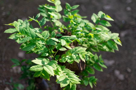 Gooseberry tree growing from tree stump, regeneration and development concept