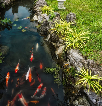 Koi Carp in the pond in the garden top viewの写真素材