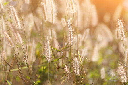 Selective focus of Imperata cylindrica Beauv background, natural field and sunshine