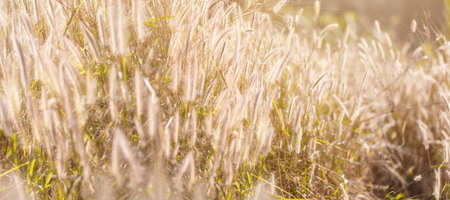 Selective focus of Imperata cylindrica Beauv background, natural field and sunshine