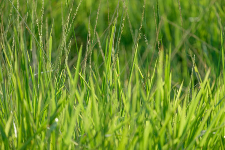 Fresh green grass closeup background. Soft Focus