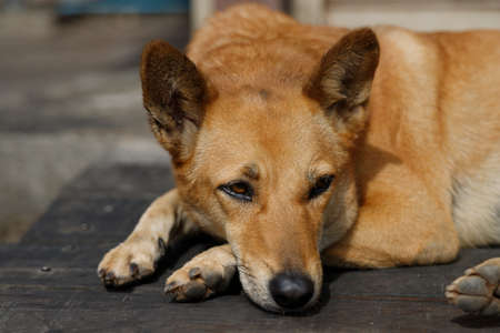 A stray dog sleeps with a sad faceの写真素材