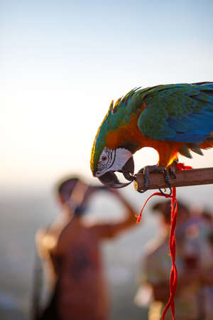 Macaws parrot perched on a wooden rail. At the bird showの写真素材