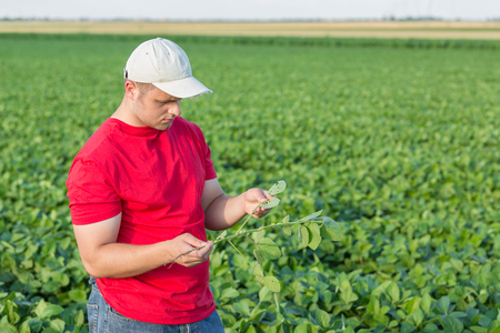 Farmer spraying soybean plantsの写真素材