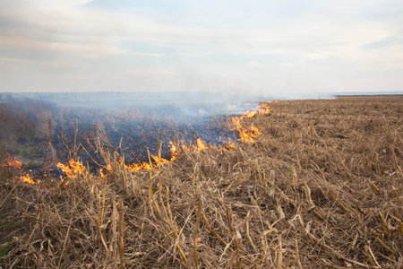 Fire blaze at crop fieldの写真素材