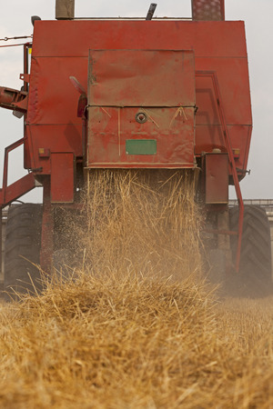 Combine harvesting wheat on fieldの写真素材