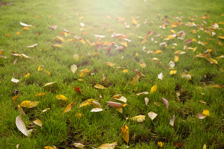 Autumn leafs fallen on green grass.