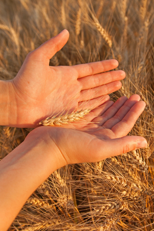 Beautiful female hands holds single barly plant on barley field.の写真素材