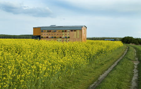 Beekeeper's truck at rapeseed canola field collecting nectarの写真素材