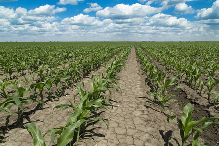 Growing corn field, green agricultural landscapeの写真素材