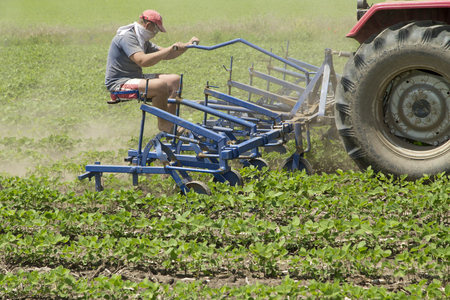 Cultivating field of young soybean crops with row crop cultivator machineの写真素材