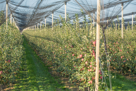 Apple orchard covered with anti hail netの写真素材