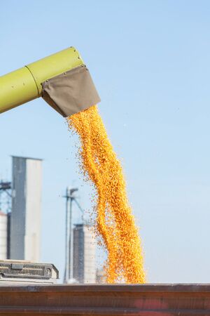 Unloading corn maize grains at field during harvestの写真素材