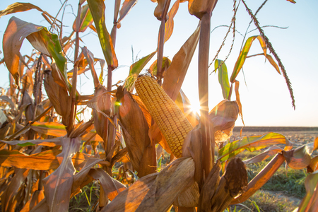 Corn maize cob ripe on field backlight by seting sunの写真素材