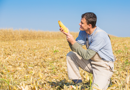 Farmer inspecting corn maize cobs during harvesting season at fieldの写真素材