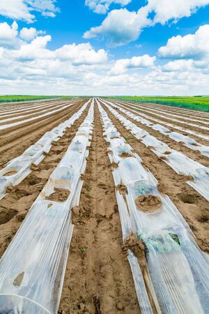 Watermelon beds covered with plastic foil ready for plantingの写真素材