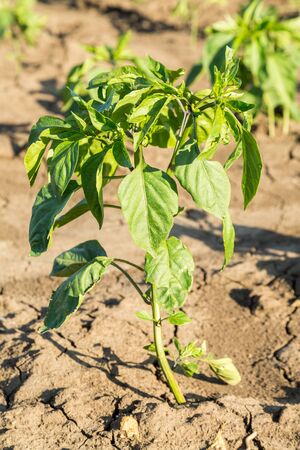 Close-up shot of paprika plantの写真素材