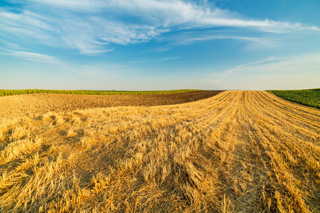 Wheat stubble field rural landscapeの写真素材