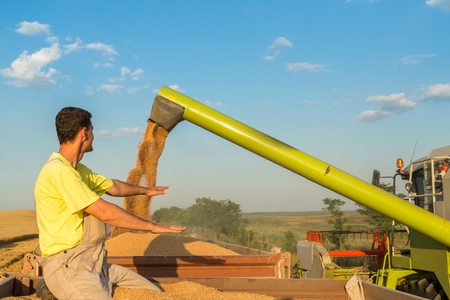Farmer inspecting freshly harvested wheat grainsの写真素材