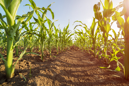 Green corn maize field in early stageの写真素材