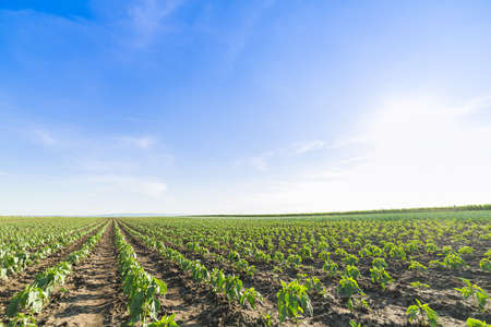 Green paprika field, agricultural landscapeの写真素材