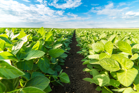 Green soybean plants close-up shot, mixed organic and gmoの写真素材