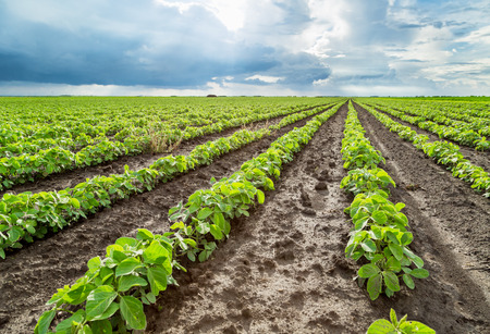Green soybean plants close-up shot, mixed organic and gmoの写真素材