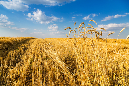 Harvested wheat fieldの写真素材