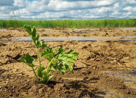 Watermelon plant flowering at field on foilの写真素材