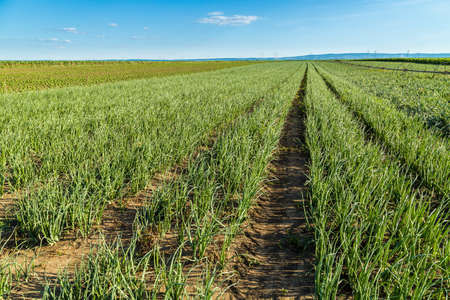 Green onion field, agricultural landscapeの写真素材