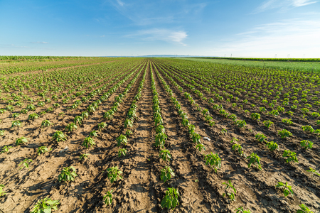 Green paprika field, agricultural landscapeの写真素材