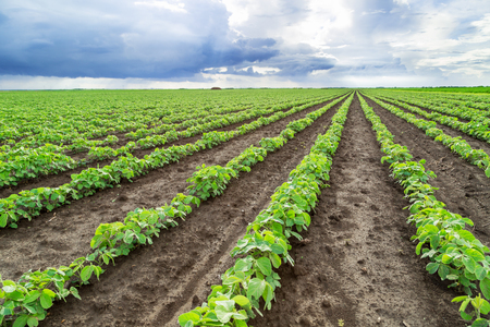 Soybean field ripening at spring season, agricultural landscapeの写真素材