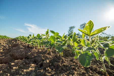 Green soybean plants close-up shot, mixed organic and gmoの写真素材