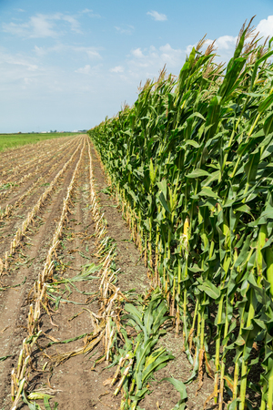 Corn maize green stems unripe on fieldの写真素材