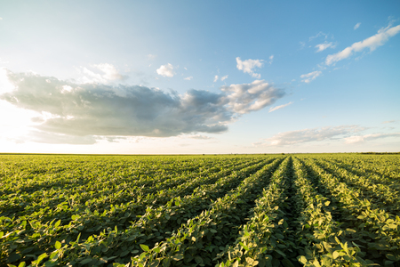 Green ripening soybean field, agricultural landscapeの写真素材