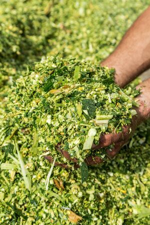 Farmer's hands holding freshly harvested silage corn maizeの写真素材