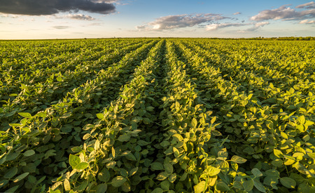 Green ripening soybean field, agricultural landscapeの写真素材