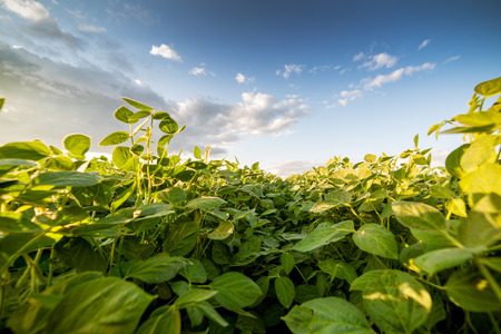 Green ripening soybean field, agricultural landscapeの写真素材