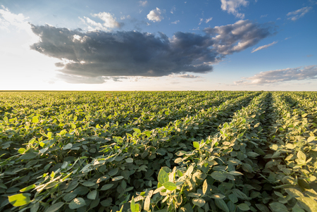 Green ripening soybean field, agricultural landscapeの写真素材
