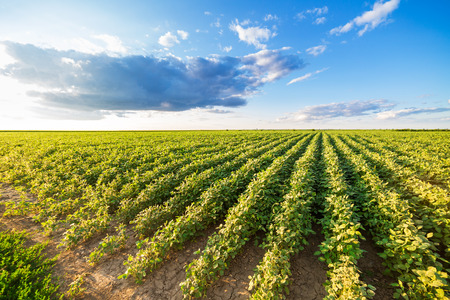 Green ripening soybean field, agricultural landscapeの写真素材