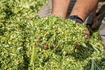 Farmer's hands holding freshly harvested silage corn maizeの写真素材