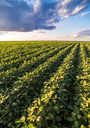 Green ripening soybean field, agricultural landscapeの写真素材