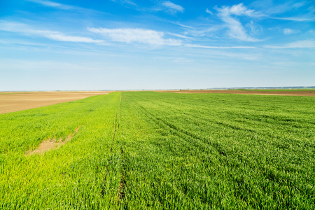 Green wheat field, agricultural landscapeの写真素材