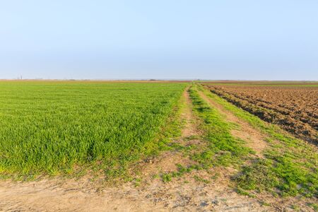 Agricultural landsaple, arable crop fieldの写真素材