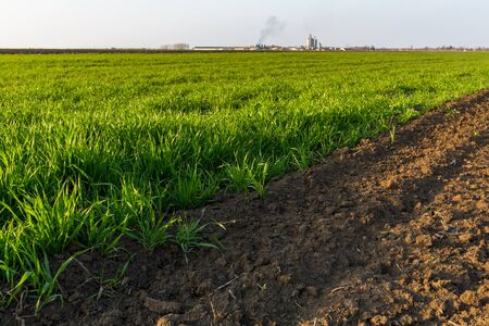 Agricultural landsaple, arable crop fieldの写真素材