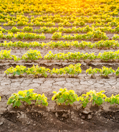 Soybean field ripening at spring season, agricultural landscapeの写真素材