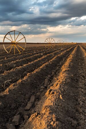 Potatu field with irrigation system, right after seedingの写真素材