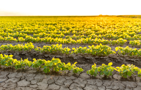 Soybean field ripening at spring season, agricultural landscapeの写真素材