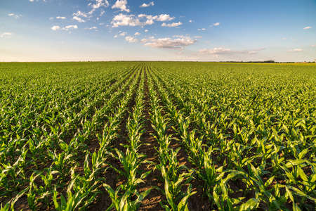 Green corn maize field in early stageの写真素材